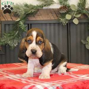 Smokey, Basset Hound Puppy